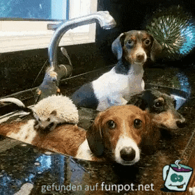 Andrang im Waschbecken Andrang im Waschbecken