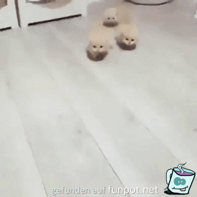Knuffige Katzen Knuffige Katzen