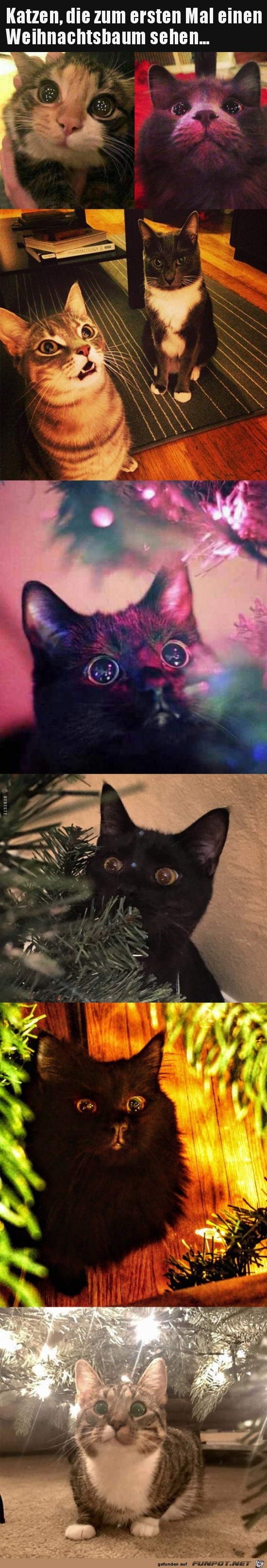 Katzen und der Weihnachtsbaum