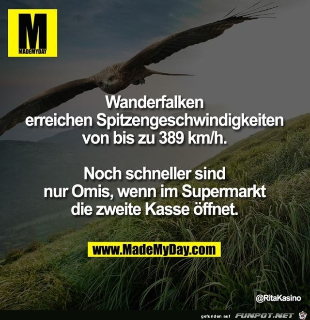 wanderfalken wanderfalken