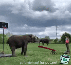 Elefant spielt Baseball Elefant spielt Baseball