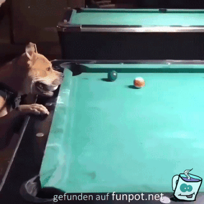 Guter Hund Guter Hund