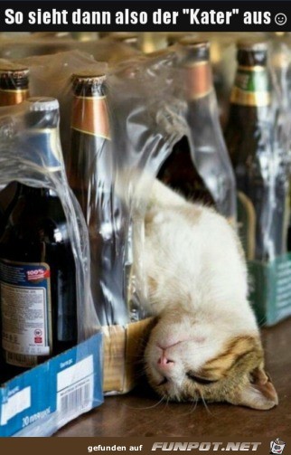 Kater Kater