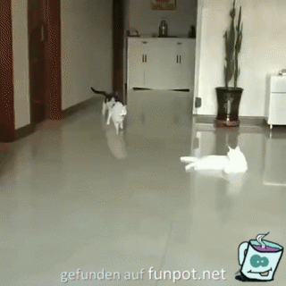 Katzen allein Zuhause Katzen allein Zuhause