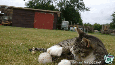Lustige Katze Lustige Katze