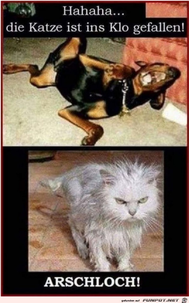 Hund lacht Hund lacht