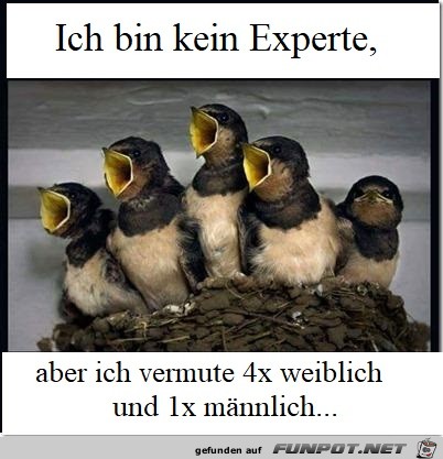 Baby Birds - German