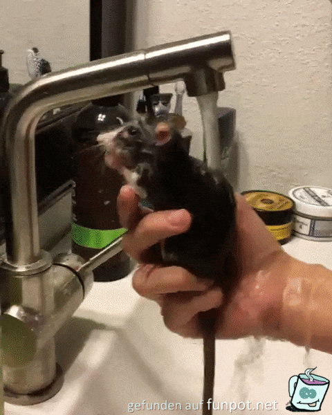 Mäusewäsche Mäusewäsche