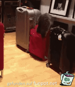 Typisch Katze Typisch Katze