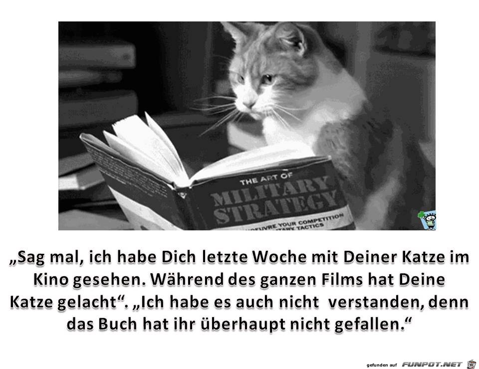 Katze im Kino