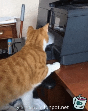 Katze endeckt Drucker