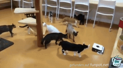 Katzen und der Saugroboter Katzen und der Saugroboter