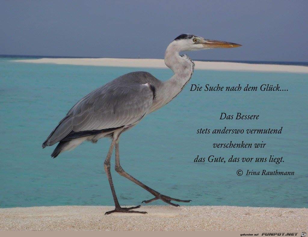 die Suche nach dem glueck die Suche nach dem glueck