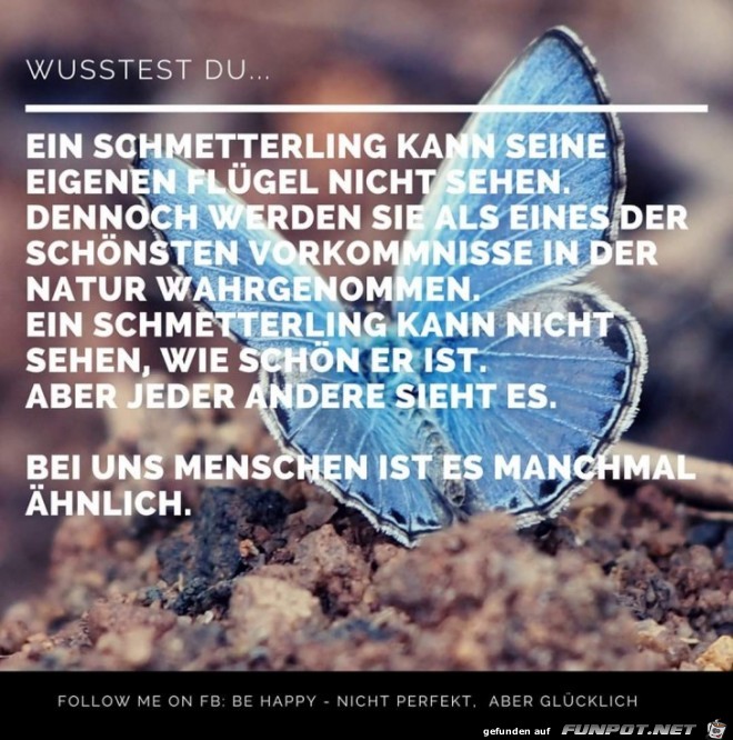 ein Schmetterling ein Schmetterling
