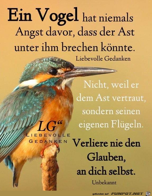 ein vogel hat niemals