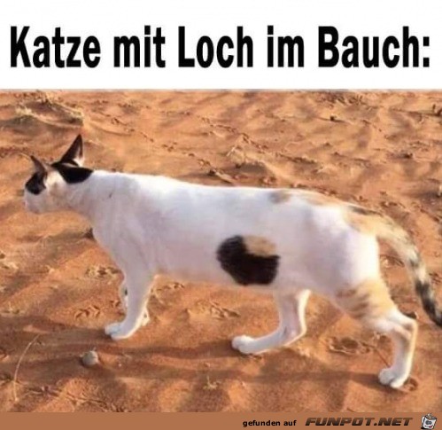 Lustige Katze