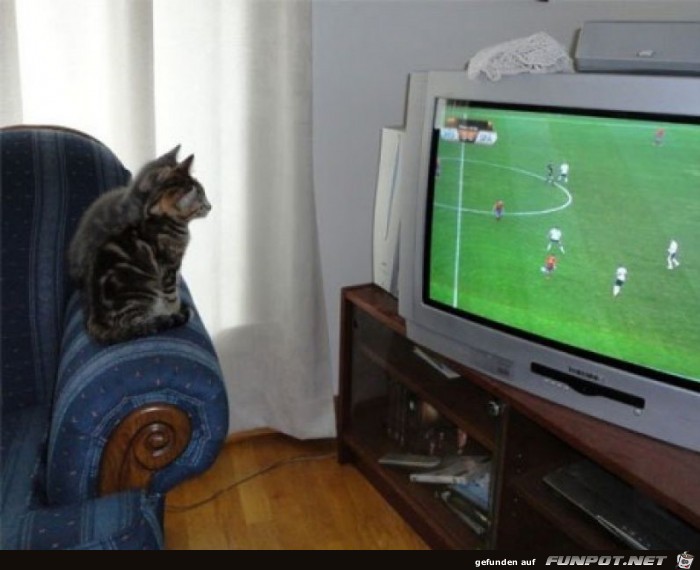 Spannendes Spiel für die Katzen Spannendes Spiel für die Katzen