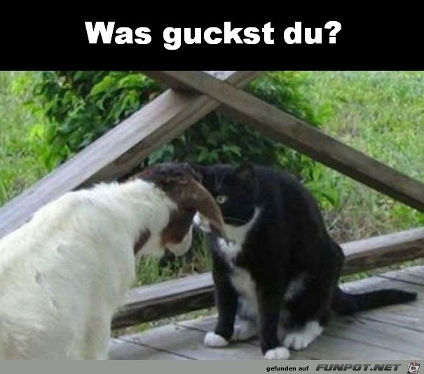 Was guckst du? Was guckst du?