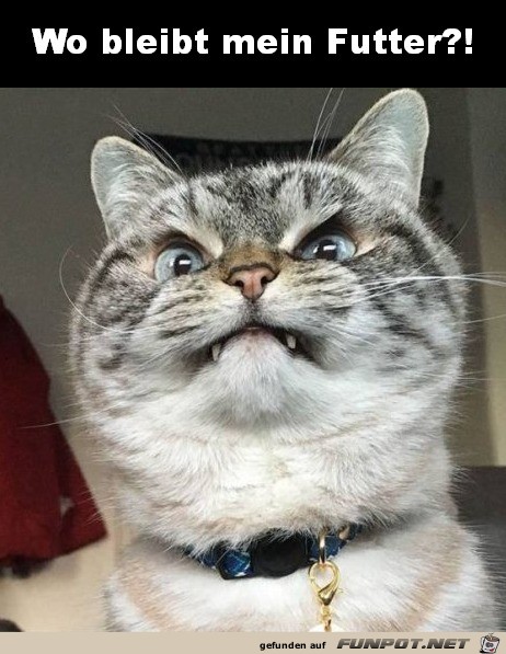 Wo bleibt mein Futter? Wo bleibt mein Futter?