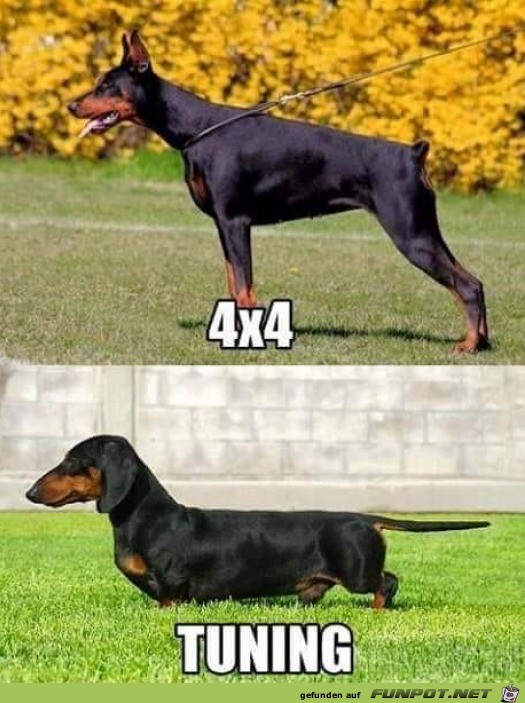 Getunter Hund Getunter Hund