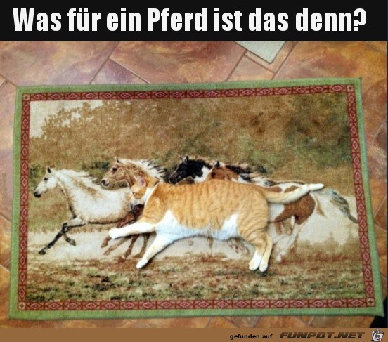 Komisches Pferd Komisches Pferd