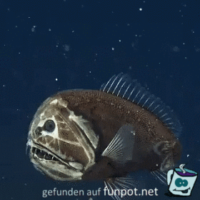 Grimmiger Fisch Grimmiger Fisch