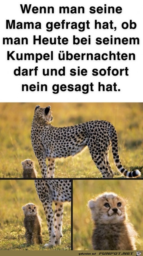 Mama hat nein gesagt Mama hat nein gesagt