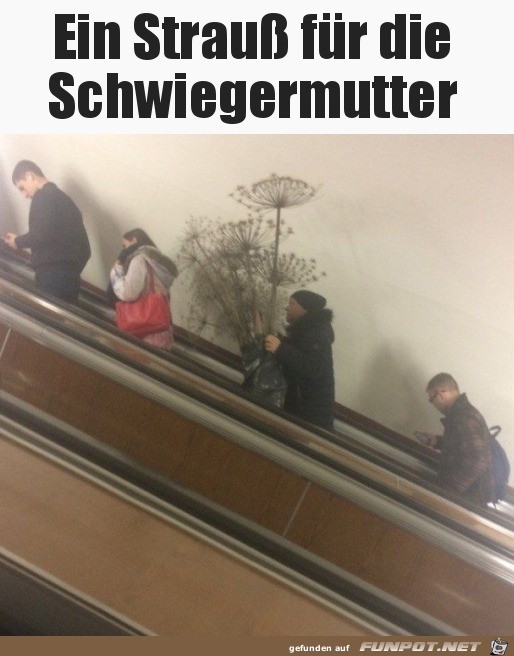 Ein Strauß für die Schwiegermutter Ein Strauß für die Schwiegermutter
