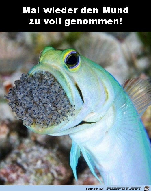 Mal wieder den Mund zu voll genommen