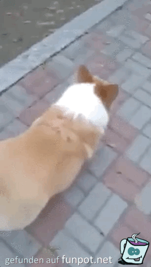 Lustiger Hunde-Gang Lustiger Hunde-Gang