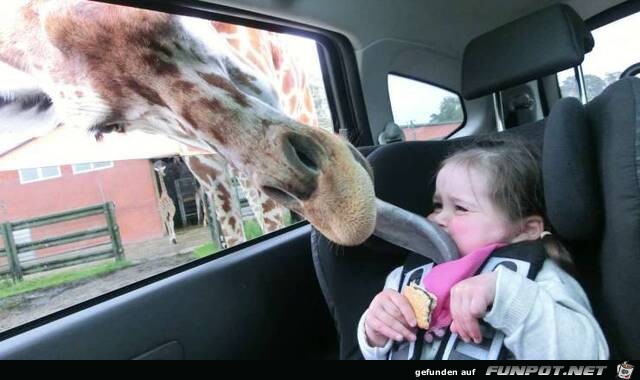 Lustige Giraffe