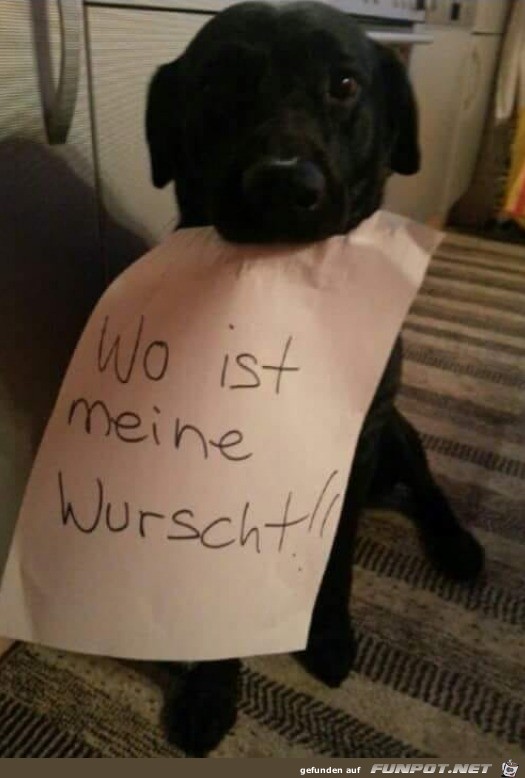 Berechtigte Frage dieses Hundes