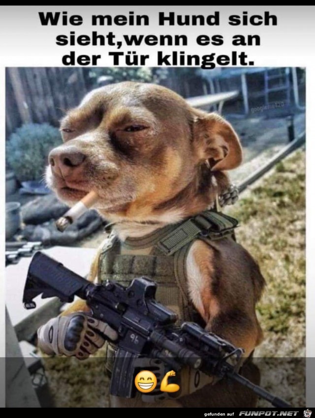 Hund Hund