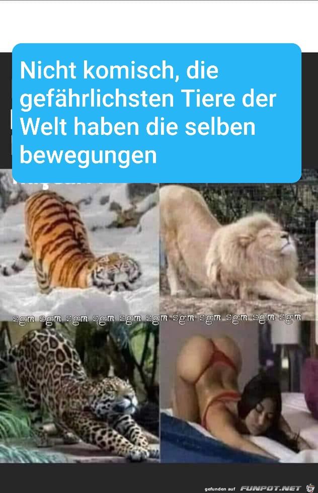 witzige frivole Bilder aus verschiedenen Blogs. Nicht...