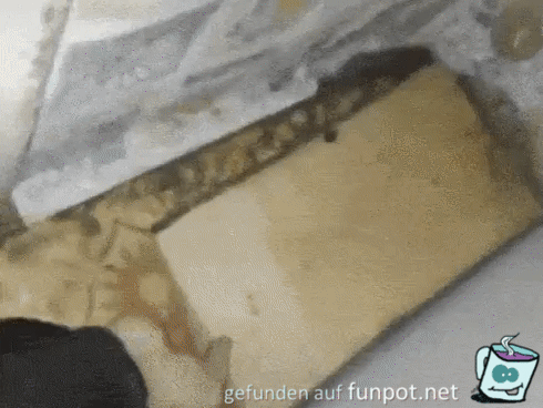 ziemlich viele Katzen ziemlich viele Katzen