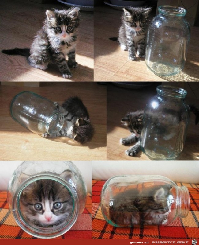 Kleine Katze im Glas