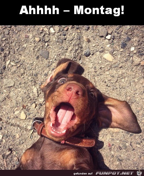 Dieser Hund hat den Montag gesehen Dieser Hund hat den Montag gesehen