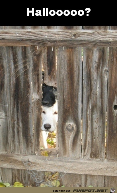 Halloooo - lustige Hunde Halloooo - lustige Hunde