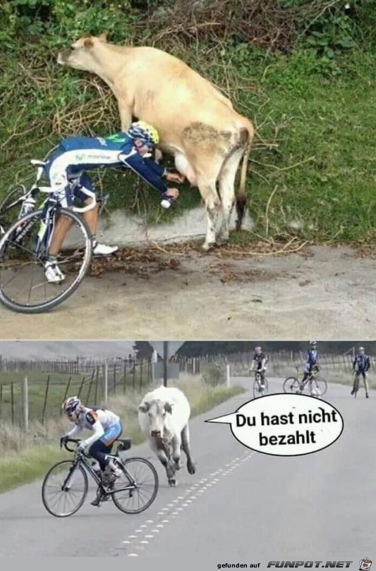 Kuh lässt sich das nicht gefallen Kuh lässt sich das nicht gefallen