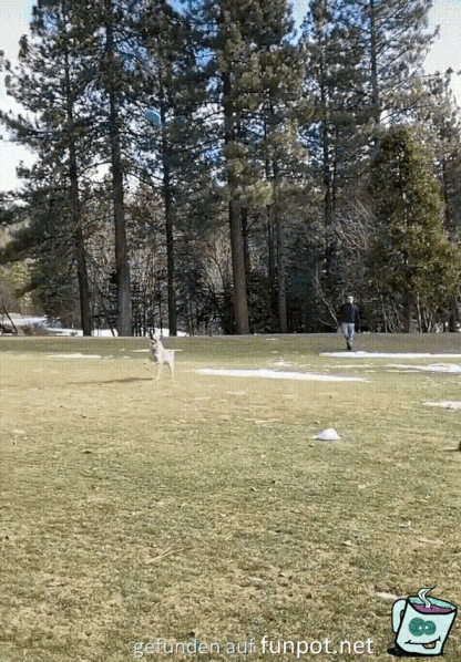 Hund fängt Frisbee in der Luft Hund fängt Frisbee in der Luft