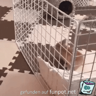 Hase bricht aus Hase bricht aus