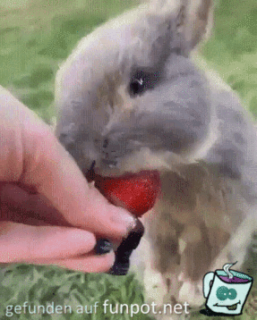 Hase isst Erdbeere