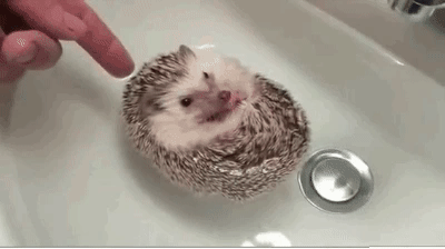 Goldiger Igel Goldiger Igel