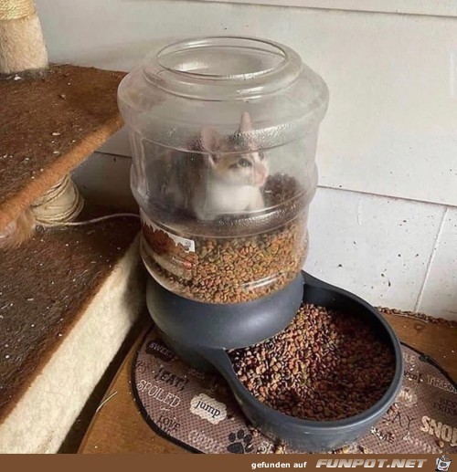 Katze hat das falsch verstanden Katze hat das falsch verstanden