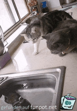 Katzen beobachten Fisch