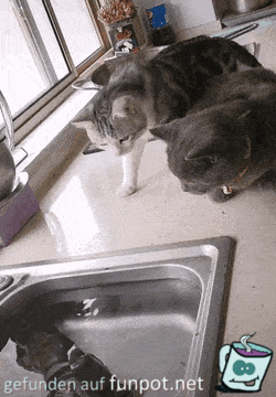 Katzen beobachten Fisch Katzen beobachten Fisch