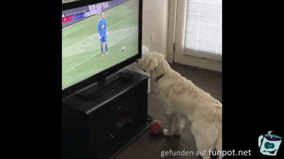 Hund guckt wo der Ball ist