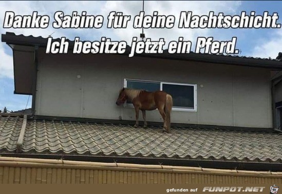 Dank Sabine habe ich jetzt ein Pferd