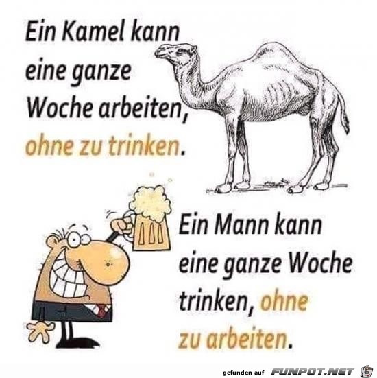 ein kamel kann ein kamel kann