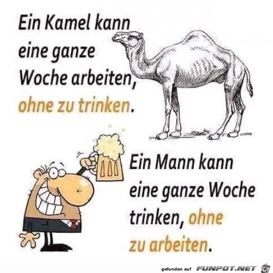 ein kamel kann